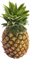 WEBP