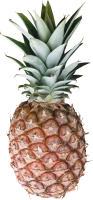 WEBP