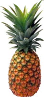 WEBP