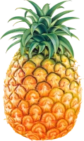 WEBP