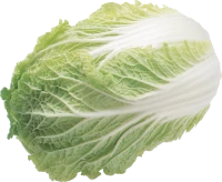 WEBP