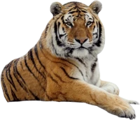 WEBP