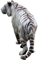 WEBP