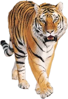WEBP