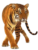 WEBP