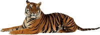 WEBP