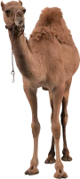 WEBP