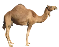 WEBP