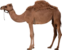 WEBP