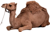WEBP