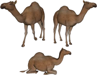 WEBP