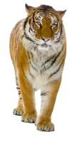 WEBP
