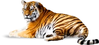 WEBP