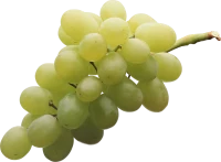 WEBP