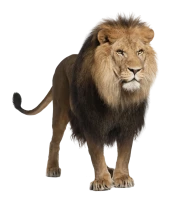 WEBP