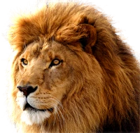 WEBP