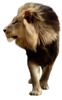 WEBP