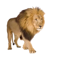WEBP