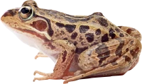 WEBP
