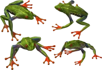 WEBP