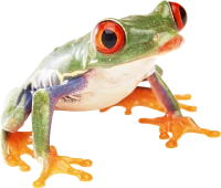 WEBP