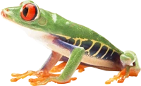 WEBP