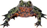 WEBP