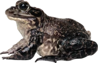 WEBP