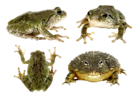 WEBP