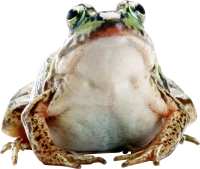 WEBP