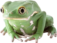 WEBP