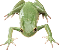 WEBP