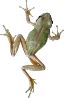 WEBP