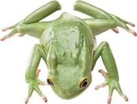 WEBP
