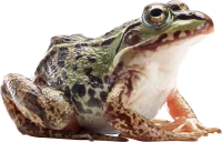WEBP