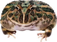 WEBP