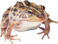WEBP