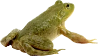 WEBP