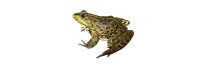 WEBP