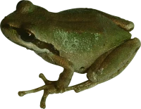 WEBP