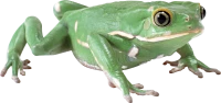 WEBP