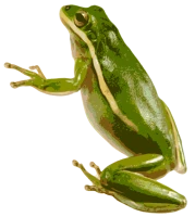 WEBP