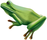 WEBP