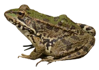 WEBP