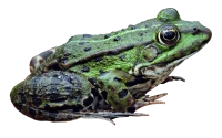 WEBP