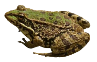 WEBP