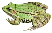 WEBP