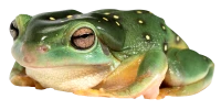 WEBP
