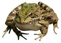 WEBP
