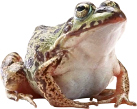 WEBP